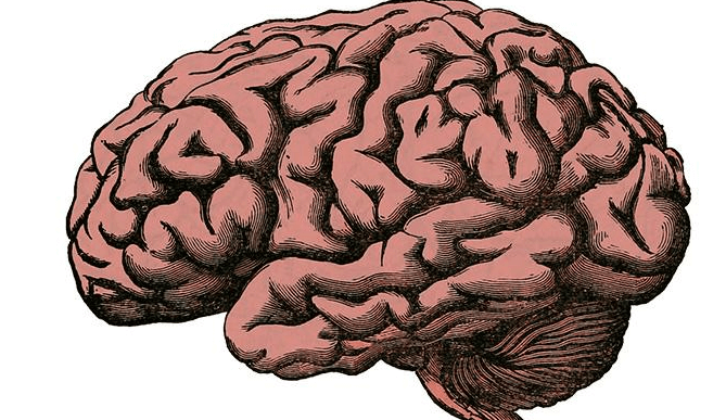 Image for Largest genetic study of brain structure identifies how the brain is organised