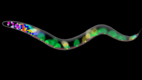Image for First map of wireless communication in the nervous system