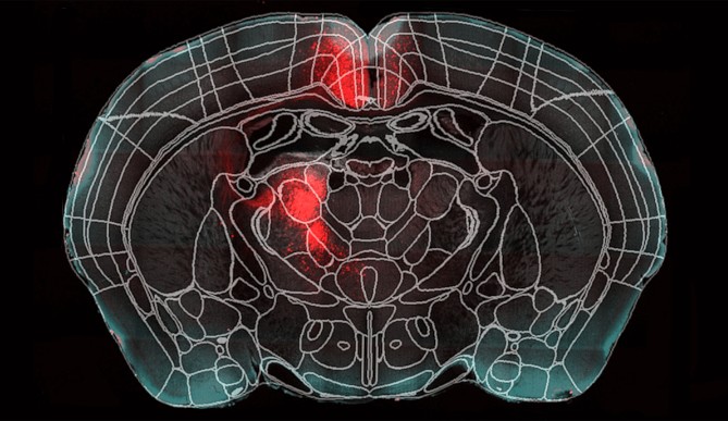 Image for Postdoctoral Research Associate in Circuit/Systems Neuroscience – Neural Circuits for Spatial Orientation