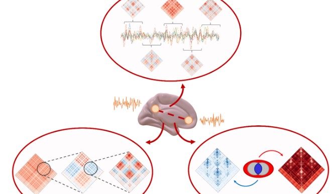 Image for New insights into consciousness and brain function