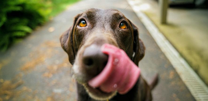 Image for Scientists identify genes that make humans and Labradors more likely to become obese